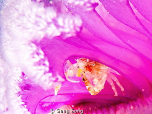 Pink house supper by Gang Song 